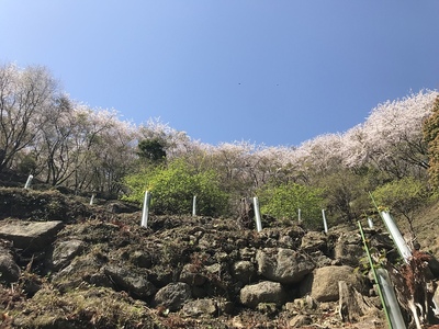 桜の道　遊歩道