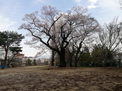 飯坂城址と千代蔵桜