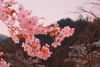 愛宕公園の桜