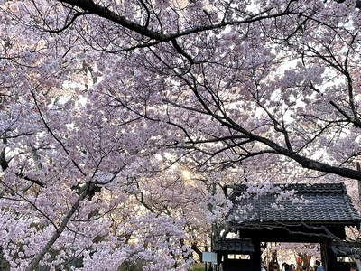 二ノ丸から見る桜と問屋門(移築)
