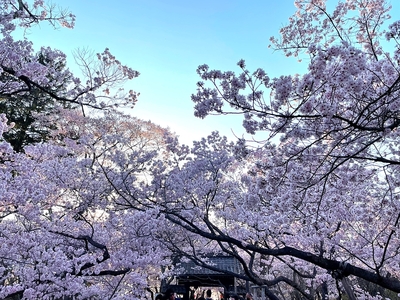 二ノ丸から見る問屋門と桜