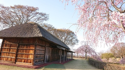 桜と館
