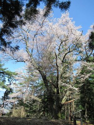 本丸と桜