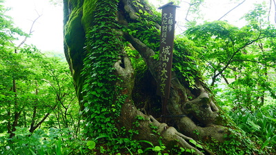 本丸下にある樹齢８００年の大ケヤキ