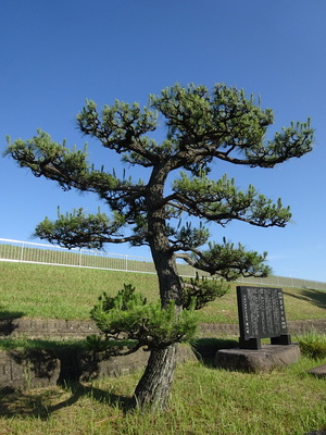 前田利家出世の松