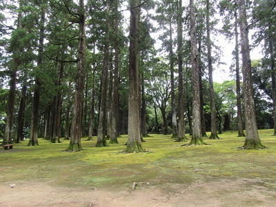 旧本丸跡の飫肥杉