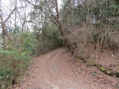 登城道の林道
