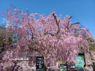 休憩所近くの枝垂れ桜