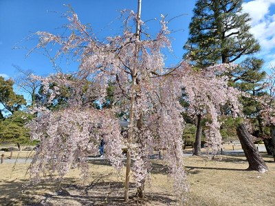 清流園の醍醐の桜（クローン）