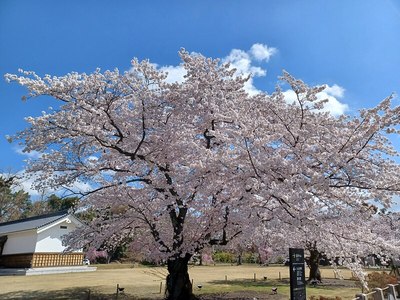 緑の園の桜