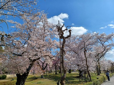 清流園の桜