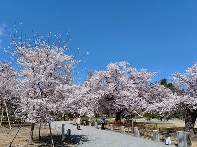 緑の園の桜