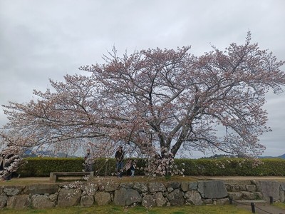 二の丸御殿跡の桜