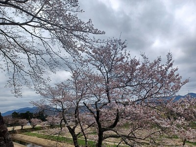 二の丸御殿跡の桜
