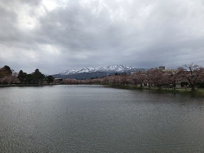 西堀とソメイヨシノを見守る雪山
