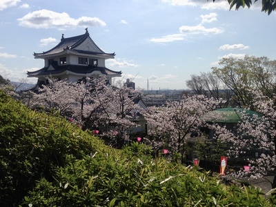 桜と天守