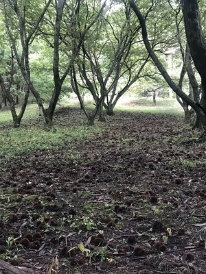 中城跡に落ちている大量の毬栗