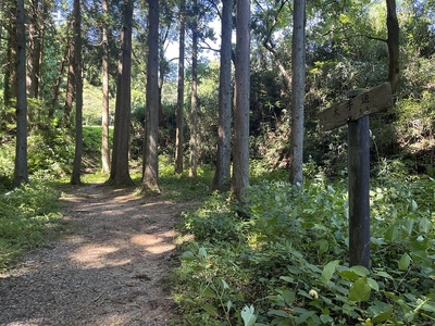 本丸への大手道