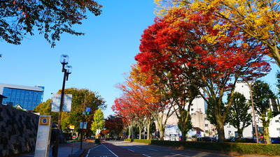 城址大通りの紅葉