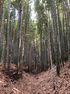 美しい竹林の堀底道（北の郭）