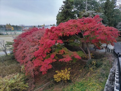 西の丸の紅葉