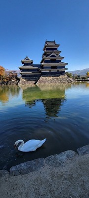 白鳥と天守