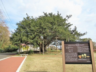 万正寺の大カヤ（県指定天然記念物）