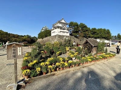 菊の花薫る名古屋城