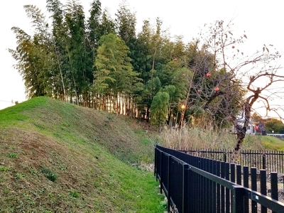 獅子ヶ崎土塁(北東から撮影)