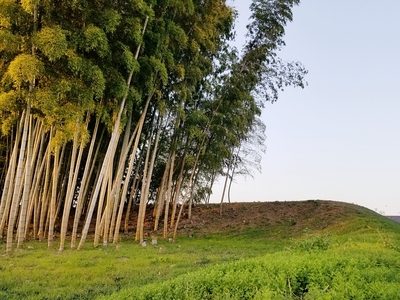 獅子ヶ崎土塁(南側から撮影)