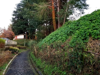 土塁(土橋門西側)