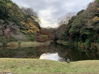 水面に紅葉が映る道灌堀