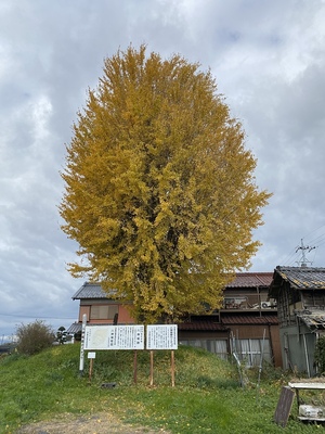 八神城跡とイチョウ