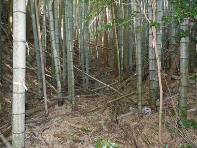 丹波の青鬼、登城道！