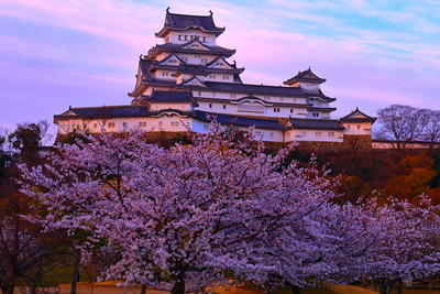 夜明けの天守、桜と行雲