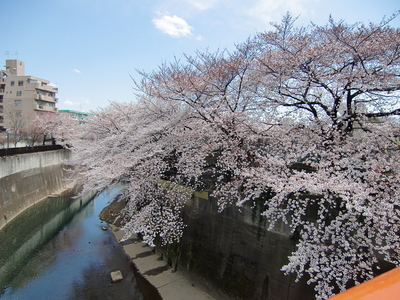 金剛寺付近の桜と石神井川
