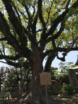 赤穂城跡内大石邸庭園の御神木