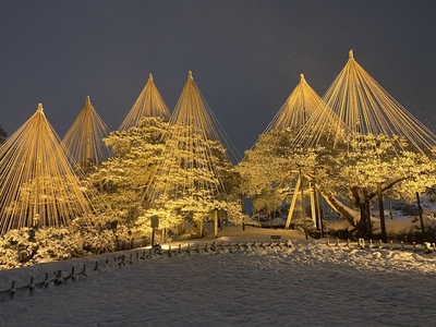 兼六園ライトアップ冬の段　唐崎松のライトアップ風景