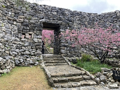 今帰仁グスク　平郎門跡と桜