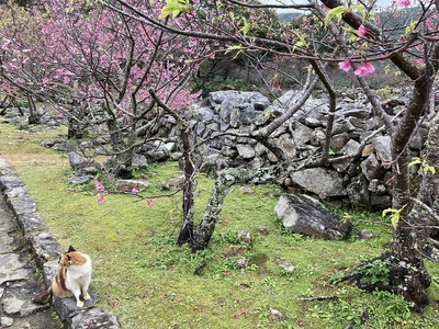 今帰仁グスク　猫と桜と石垣