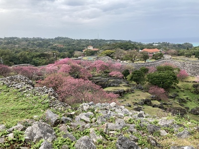 今帰仁グスク　石垣と桜と海原