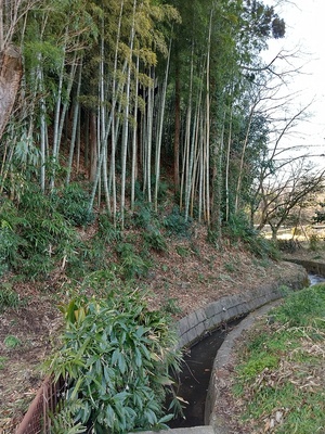 水路の辺りから左手の竹藪の奥の土手らしきもの