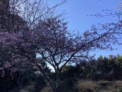 ニノ郭に咲く紅梅