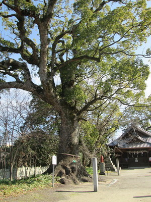 鷺ノ森神社の楠