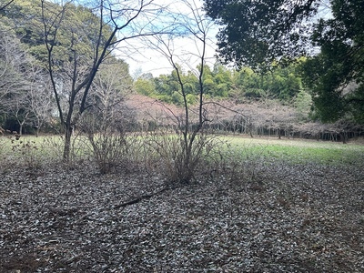 河津桜の咲く主郭