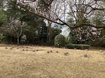 大庭城　堀立柱建物跡とあんずの花