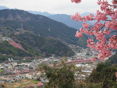 城から見た桜並木