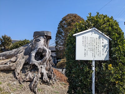 荒井城址　大木と看板