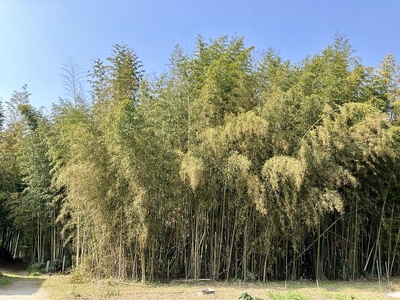 岡城（竹林遠景）