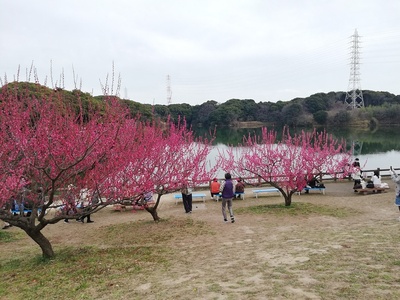 佐布里池と紅梅